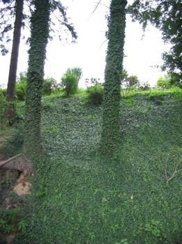 Bluszcz pospolity Hedera helix 9