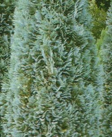 Cyprysik Lawsona Dart's Blue Ribbon Chamaecyparis Lawsoniana 