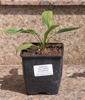 Jeżówka Supreme Cantaloupe Echinacea 9