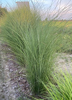 Miskant Chiński Kleine Fontane Miscanthus Sinensis 1l