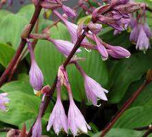 Funkia Purple Heart Hosta 1l