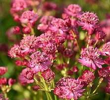 Jarzmianka większa Cerise Button Astrantia Major 9-1l