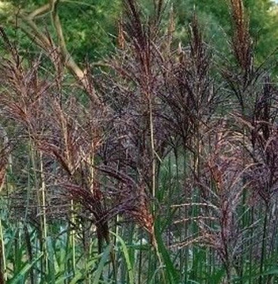 Miskant Chiński Malepartus Miscanthus Sinensis 1l