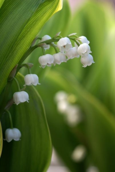 Konwalia majowa Convallaria majalis