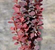 Berberys Thunberga Chocolate Summer Berberis Thunbergii 9-1l