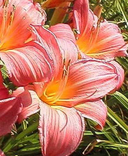 Liliowiec Pink Jeroen Hemerocallis hybrida1l