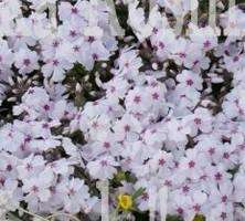 Floks szydlasty Amazing Grace Phlox subulata 9