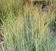 Proso Rózgowe Prairie Sky Panicum Virgatum 9