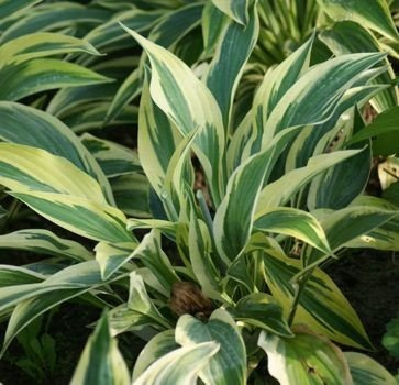 Funkia Lakeside Dragonfly Hosta