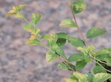 Tawuła nippońska Gerlver Rainbow Spiraea nipponica 9-1l