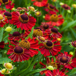 Dzielżan Jesienny Siesta Helenium Autumnale1l