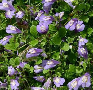 Mazus rozłogowy Niebieskofioletowy Mazus reptans