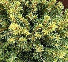 Świerk pospolity Little Gem Picea abies 1l