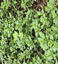 Runianka japońska Green Carpet Pachysandra Terminalis 1l