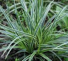 Turzyca japońska Variegata Carex morrowii 9