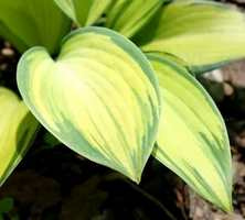 Funkia June Hosta 1l