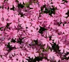 Floks szydlasty Fort hill Phlox subulata