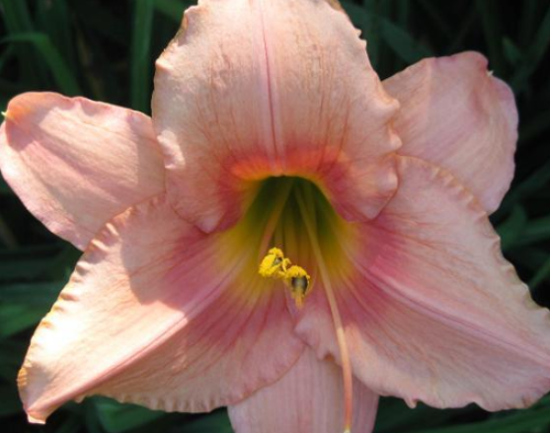 Liliowiec Strawberry Swirl Hemerocallis hybrida1l