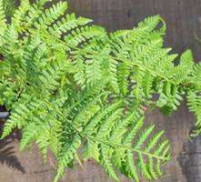 Wietlica samicza Rotstiel Athyrium Filix Femina 