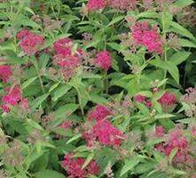 Tawuła japońska Country Red Spiraea japonica 1l