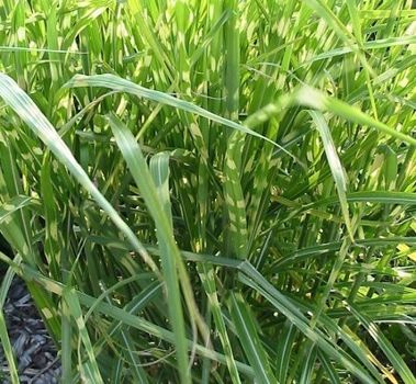 Miskant Chiński Pünktchen Miscanthus Sinensis1l