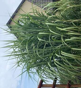 Miskant Olbrzymi Miscanthus Giganteus 1l