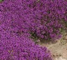 Macierzanka wczesna Coccineus Thymus Praecox 9