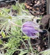 Sasanka Blaue Glocke Pulsatilla Vulgaris 9