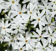 Floks szydlasty Snowflake Phlox subulata 9