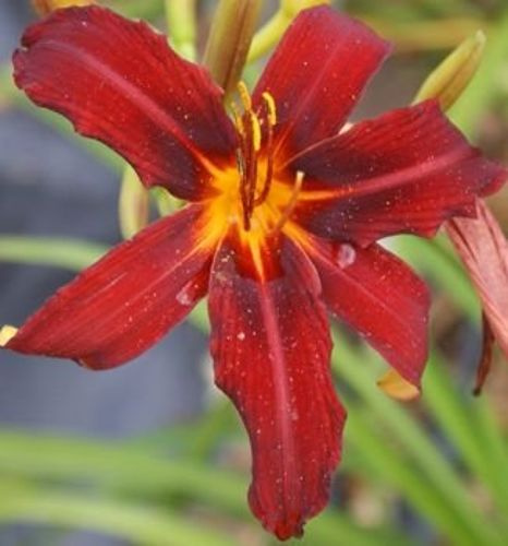 Liliowiec Crimson Pirate Hemerocallis 3l