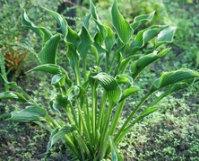 Funkia Praying Hands Hosta 2l