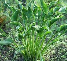 Funkia Praying Hands Hosta 2l