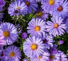 Aster krzaczasty Lady In Blue Aster dumosus 9 