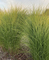 Miskant Chiński Kleine Fontane Miscanthus Sinensis 1l