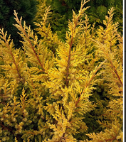 Jałowiec chiński Goldfern Juniperus chinensis  9-1l