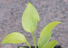 Funkia Sum Substance Hosta 