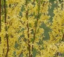 Forsycja pośrednia Fiesta Forsythia intermedia 1l