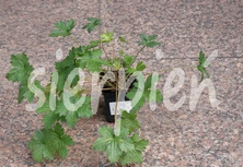 Bodziszek Endressa Wargrave Pink Geranium endressii 9