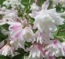 Żylistek Szorstki Codsall Pink Deutzia Scabra 1l