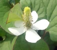 Pstrolistka sercowata Houttuynia cordata 9