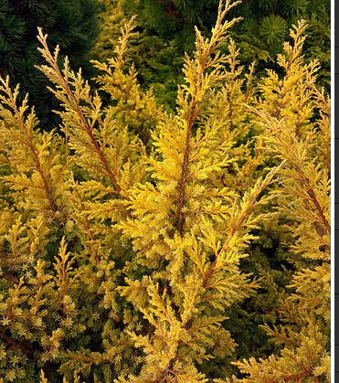 Jałowiec chiński Goldfern Juniperus chinensis  9-1l