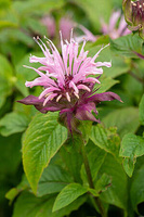 Pysznogłówka Beauty of Cobham Monarda 9