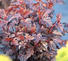 Pęcherznica kalinolistna Purple Horizon ®' Physocarpus opulifolius 1l