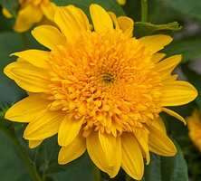 Słoneczniczek multiflorus Double Whammy Helianthus 1l