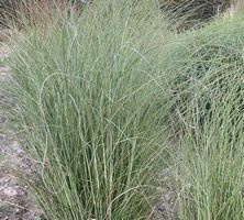 Miskant Chiński Sarabande Miscanthus Sinensis1l