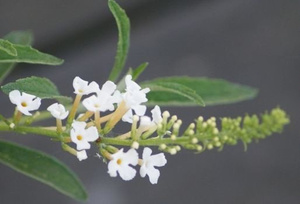 Budleja Dawida White Profusion Buddleja Davidii 2l