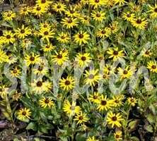 Rudbekia Błyskotliwa Little Goldstar Rudbeckia Fulgida 9