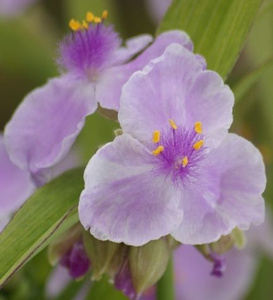 Trzykrotka Andersona Pink Chablis Tradescantia Andersoniana 9