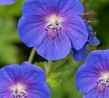 Bodziszek himalajski Baby Blue Geranium himalayense 9