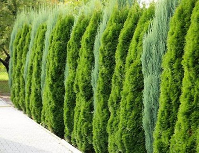 Żywotnik Zachodni Smaragd Thuja Occidentalis 1l